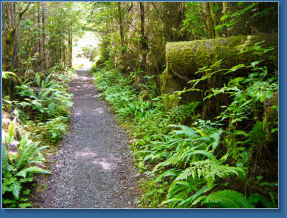 South Shore Trail, Lake Quinault, WA