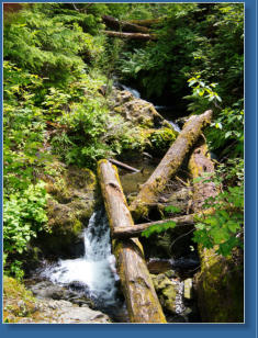 South Shore Trail, Lake Quinault, WA