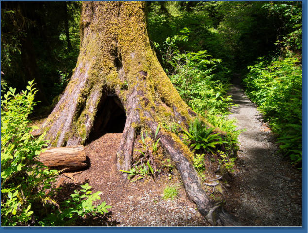 South Shore Trail, Lake Quinault, WA