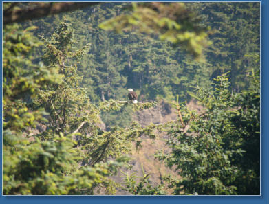 Bald Eagle am North Head Lighthouse im Cape Disappointment SP. WA