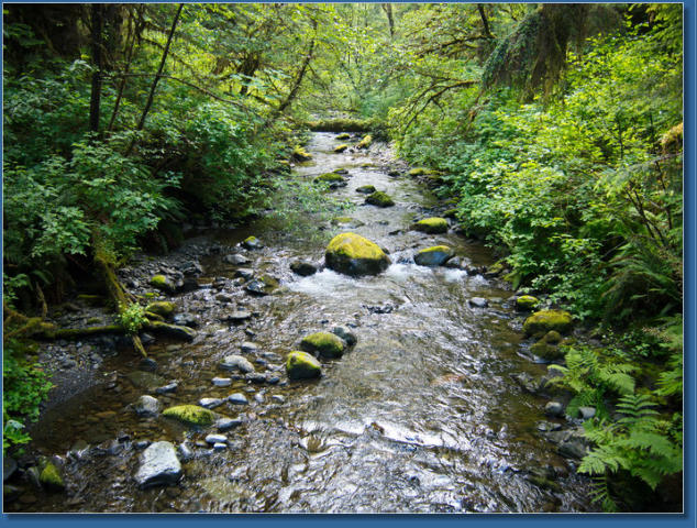 South Shore Trail, Lake Quinault, WA