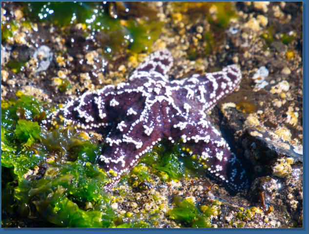 Tiedepools am Yaquina Head Lighthouse, OR