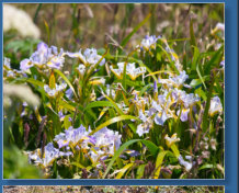 Blütenmeer rund um das Cape Blanco Lighthouse, OR