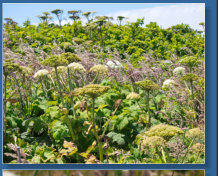 Blütenmeer rund um das Cape Blanco Lighthouse, OR