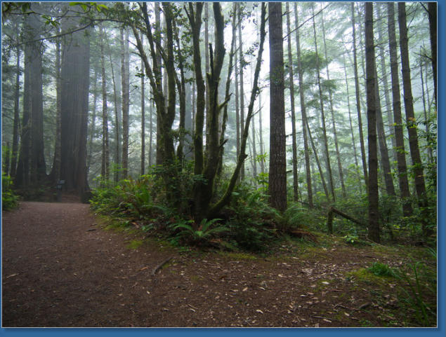 Lady Bird Johnson Trail, Redwood NP, CA