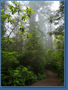 Lady Bird Johnson Trail, Redwood NP, CA
