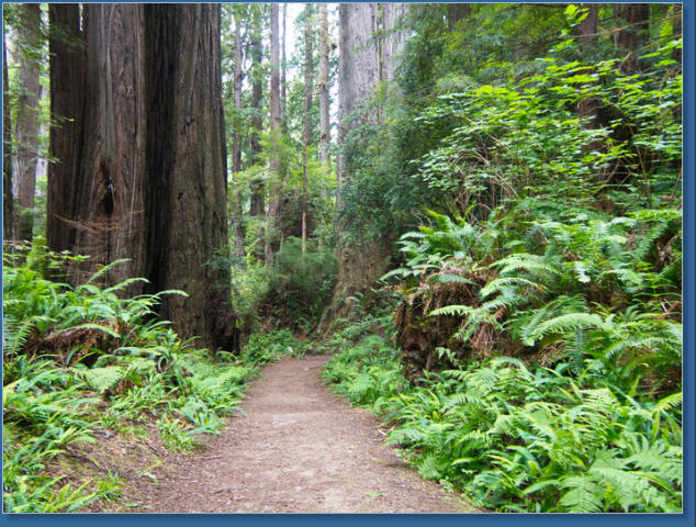 Trilium Fall Trail, Redwood NP, CA