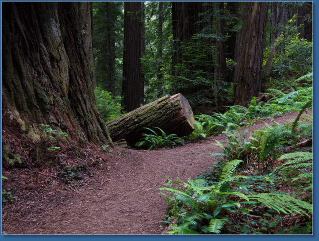 Trilium Fall Trail, Redwood NP, CA