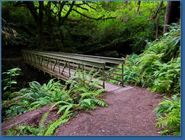 Trilium Fall Trail, Redwood NP, CA