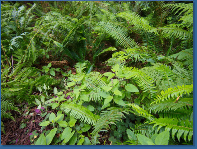 Trilium Fall Trail, Redwood NP, CA