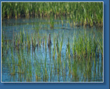 Humboldt Bay National Wildlife Refuge, CA