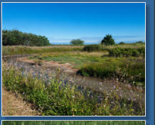 Humboldt Bay National Wildlife Refuge, CA