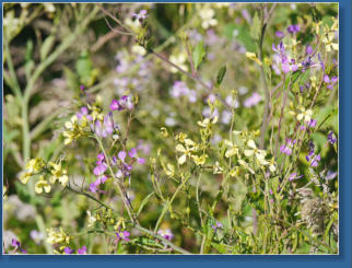 Humboldt Bay National Wildlife Refuge, CA