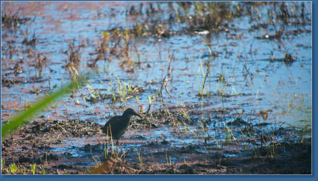 Humboldt Bay National Wildlife Refuge, CA