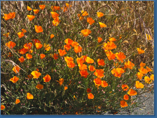 Humboldt Bay National Wildlife Refuge, CA