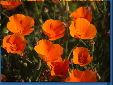 Humboldt Bay National Wildlife Refuge, CA