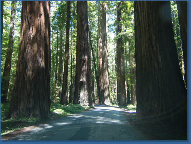 Redwood NP, CA