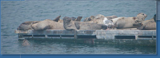 Fischereihafen von Crescent City, CA