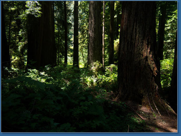 Redwood NP - Prairie Creek Trail,, CA
