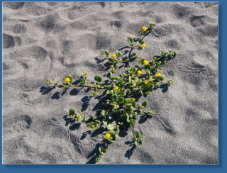 Strand am Fern Canyon Trail, Redwood NP, CA