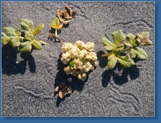 Strand am Fern Canyon Trail, Redwood NP, CA