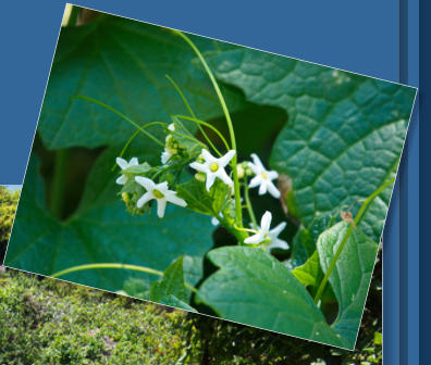 Patricks Point State Park, CA