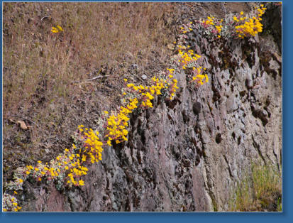 Hurrican Ridge, Olympic NP, WA