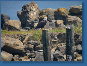 Adler im Hafen von Sekiu, WA