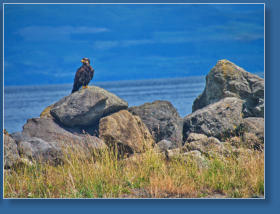 Adler im Hafen von Sekiu, WA