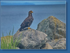 Adler im Hafen von Sekiu, WA