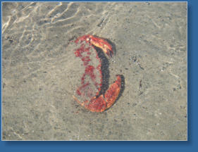 South Jetty, Newport, OR
