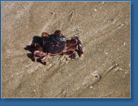 South Jetty, Newport, OR