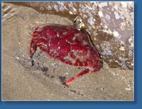 South Jetty, Newport, OR