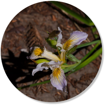 Redwood NP - Ah Pah Interpretive Trail, CA