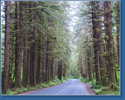 Hoh Rain Forrest, Olympic NP, WA