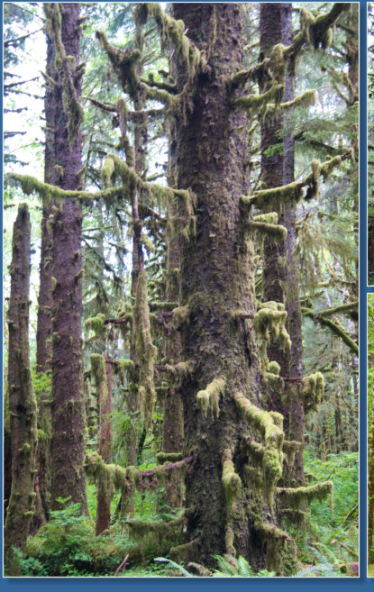 Hoh Rain Forrest, Olympic NP, WA