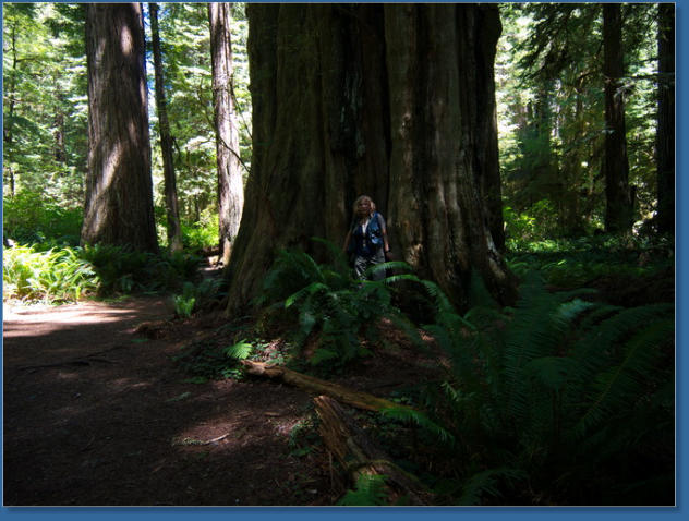 Redwood NP - Prairie Creek Trail,, CA