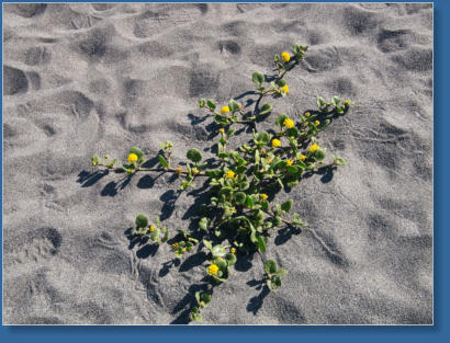 Strand am Fern Canyon Trail, Redwood NP, CA