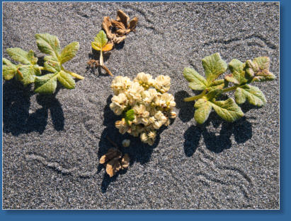 Strand am Fern Canyon Trail, Redwood NP, CA