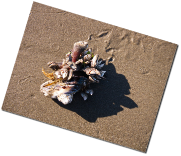 2. Beach, Olympic Peninsula, WA