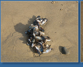 Arcadia Beach SP, OR