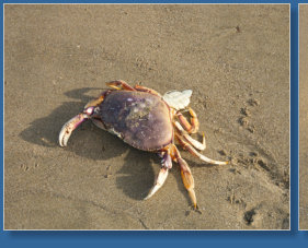 Arcadia Beach SP, OR