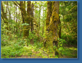 Auf dem Weg zur Hurrican Ridge, Olympic NP, WA
