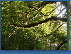Auf dem Weg zur Hurrican Ridge, Olympic NP, WA