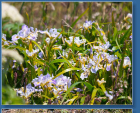 Blütenmeer rund um das Cape Blanco Lighthouse, OR