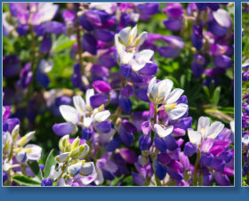 Blütenmeer rund um das Cape Blanco Lighthouse, OR