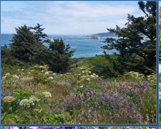 Blütenmeer rund um das Cape Blanco Lighthouse, OR