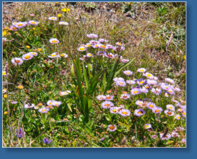 Blütenmeer rund um das Cape Blanco Lighthouse, OR