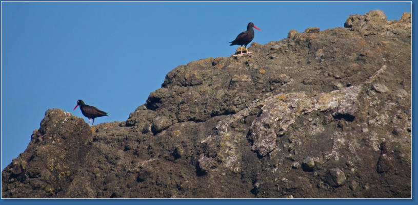 Black Oystercatcher am Ruby Beach, WA
