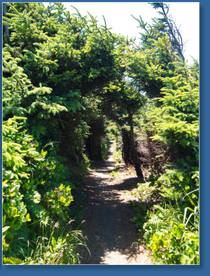 Cape Sebastian State Park. OR